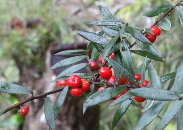 North Queensland Plants Ericaceae